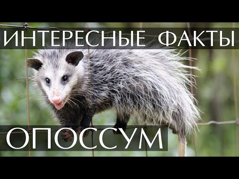 Опоссум - интересные факты