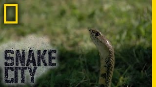 Ornery Spitting Cobra | Snake City