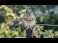 The Squirrel, the Physicist and the Bird Feeder