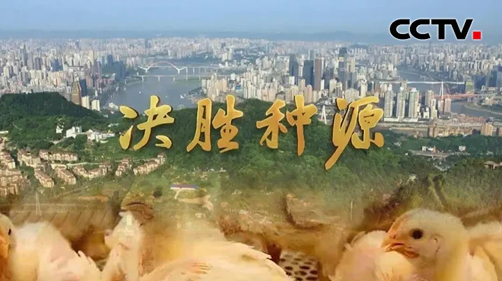 第6集：一年吃掉近50億隻白羽肉雞！中國自主育種白羽肉雞打破國外壟斷！「種子 種子」| CCTV財經 - 天天要聞