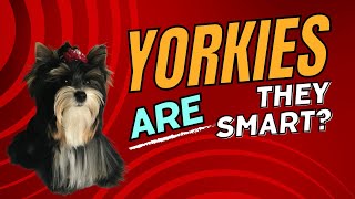 Unleashing The Intelligence Of Yorkies: How Smart Are They?