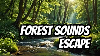 Relaxing Stream Sounds with Birds Singing in a Forest Oasis