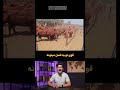 گاو نری که ۴۰ گاو رو همزمان بارور میکنه!،😱