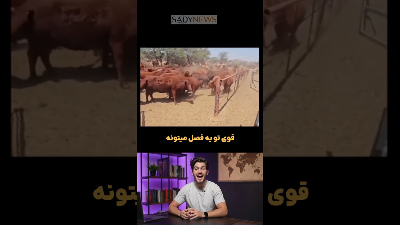 گاو نری که ۴۰ گاو رو همزمان بارور میکنه!،😱