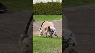 Pony Gets Distracted by Grass as Girl Leads It