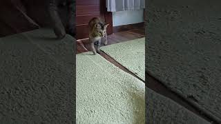 #cat #shortvideo #kitten#pets#animals#kucing#catvideos #funny#cats #trending#feedshorts