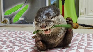 Guess will Otter Bingo&Belle eat green bean?