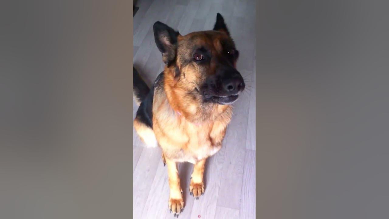 🔊 Chien qui aboie vraiment TRES FORT !! 🔊 Berger Allemand, aboiement de chien aigu [FRISKA