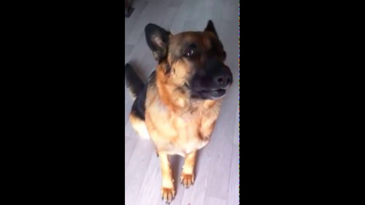 Dog Barking Really Very Strong German Shepherd Dog Bark