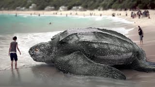 The Largest Turtle in the World is Much Larger than Your Imagination by Ultimate Fact 13,362 views 5 months ago 12 minutes, 8 seconds