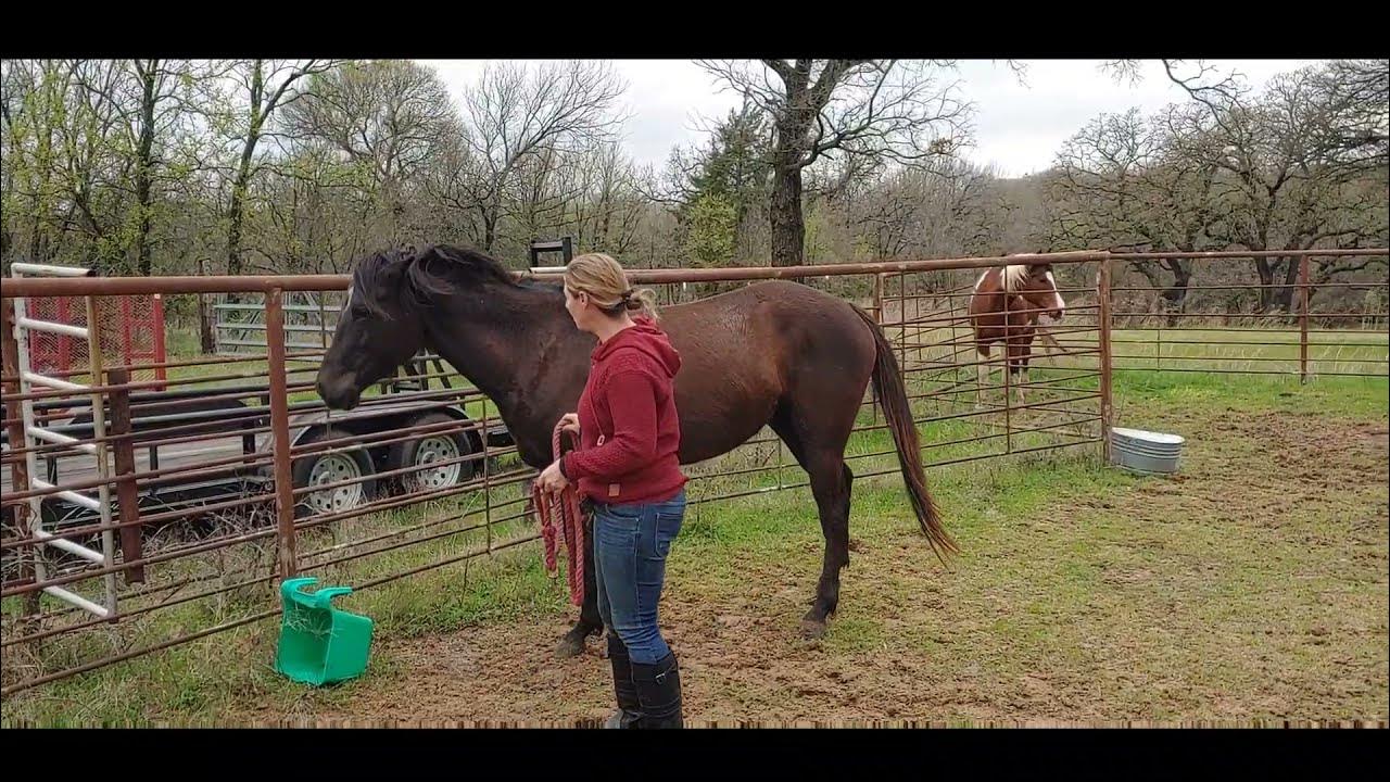 First Session with an Unhandled horse Part 2 Introduction to a lead