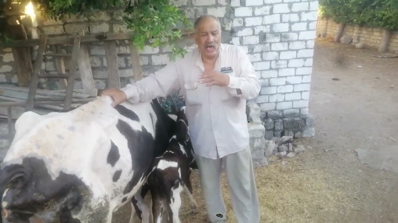 علاج اسهال العجول الرضيعه المدمم كريه الرائحه به مخاط العوامل المهيأه انواعه اسبابه  وعلاجه والوقايه