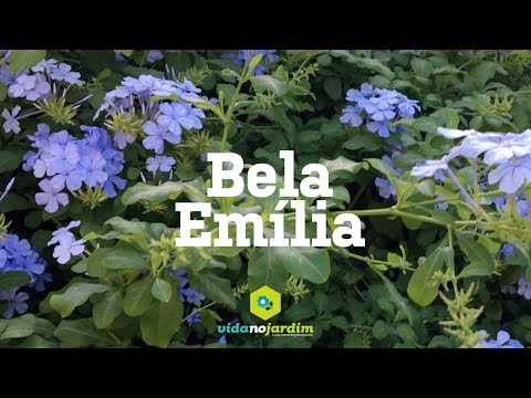 Vídeo: O que há de errado com meu plumbago?