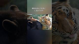 虐待を受けながら共に育ったクマとライオンとトラの種族を超えた友情 #動物 #感動