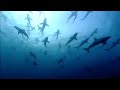 The Blue Planet Collection | Part 1 |  BBC Earth