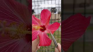 Let's talk about botany? Learn everything about a flower in just a minute.🌸 Let's talk about botany? Learn everything about a flower in just a minute.🌸