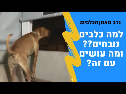 וִידֵאוֹ: וובלר - מה זה? סוגי וובלרים