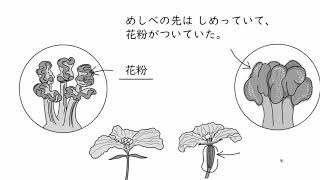 3. 種子のでき方①ヘチマ(サムネイル画像)