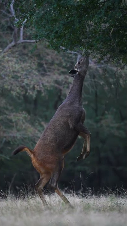 Love Music Happy music Sad Music - Only Titanic music❤️ Crazy Kadhal