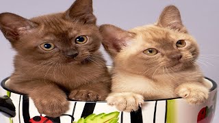 funny kitten videos