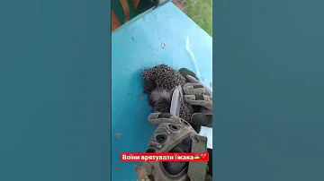 Воїни врятували їжачка 