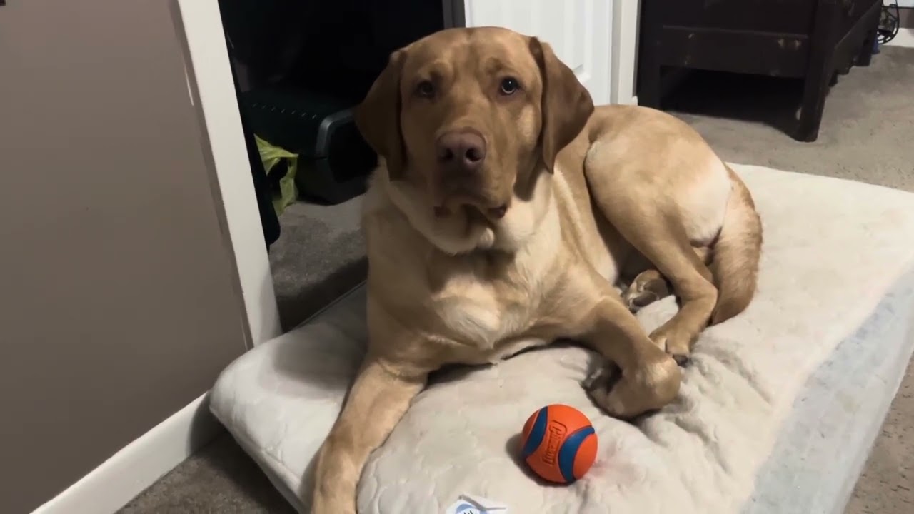 Caleb is listening to me while i’m talking what a smart dog 