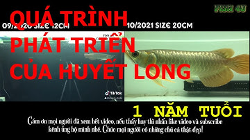 Quá Trình Phát Triển Của Cá Rồng Huyết Long 1 Năm Tuổi Mua Tại Cá Cảnh Hồng Anh | Fish 4U