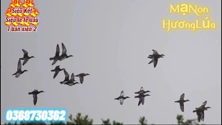 Tiếng Chim Mồng Két , Vịt Trời , le le nâu mới nhất 2025 bản dành cho AE thợ chuyên đánh đêm kinh tế