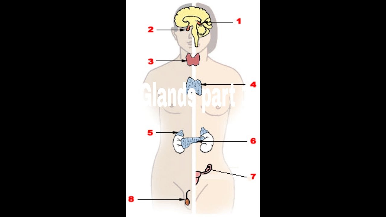 схема женской репродуктивной системы. эндокринная система. гормональная эндокринная система женщины. анатомия живота. гормональная эндокринная система женщины.