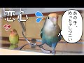 コザクラインコってこんな感じ│さくらちゃん