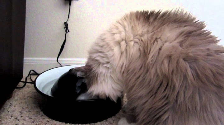 Video 1127271: curious cat, cats dogs black, blue cat