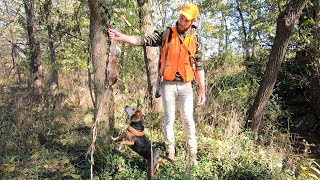 Rabbit Hunting with a Pet Beagle