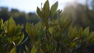 4K Nikon D810 24-120Mm F4