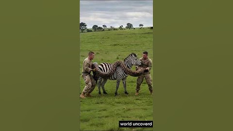 Epic Wildlife Rescue: Saving a Zebra from a Giant Snake! #shorts