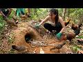 Group Discovers Massive Snake Nest in Chicken Farm | Shocking Snake Capture