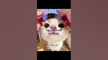 سلكو على التسليلك ترجمات مينا اكسبلور Explore اغاني عائلة قصر الفراشات دازاي لمينا واقطع 
