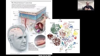 Immunological uniqueness of brain borders by Dr. Jony Kipnis