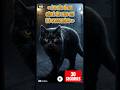 « La vie d’un chat de rue en 30 secondes »