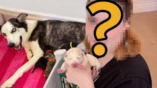 This YouTuber Wants to Adopt One of My Rescue Husky Puppies!