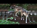 Nature's Perfect Predators: Gray Wolf