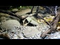 73 gallon native stream aquarium