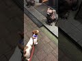 無関係動画(のすけvsシーサー)