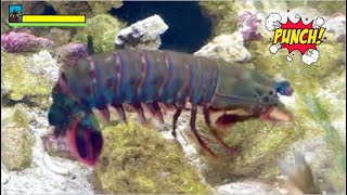 Mantis Shrimp Punch BREAKS Tank!😳🥊 Emergency Setup & Feeding