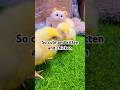 So cute kitten and chicken #viral #cat #adoreble #trending #adorably#funny #cute #shortfeed #pet#cat