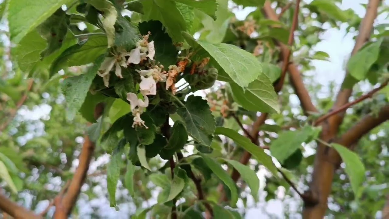 Ծառերի սրսկում գարնանը ։Սա պետք է իմանան բոլորը#այգի #գյուղատնտեսություն #թունաքիմիկատներ։