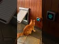 This Button Wasn’t Made for Cats… Until Now 🐾🚪#cat #short #shorts