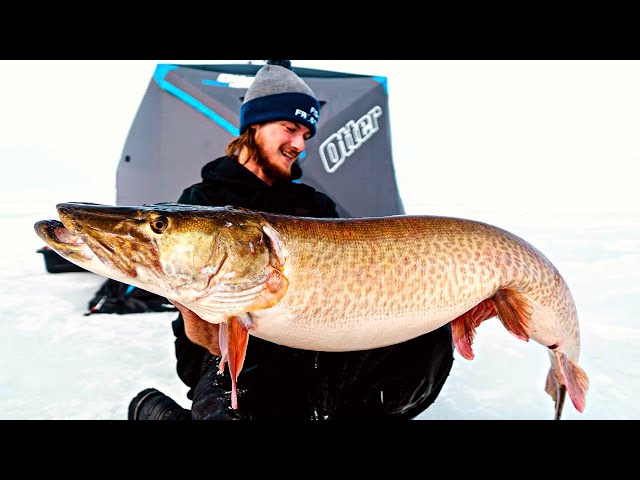 The Biggest Musky Through the Ice on  (55 Plus Inches
