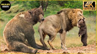 30 Moments Mother Bear Fight Lion Bravely To Protect Her Cubs | Animal Fight