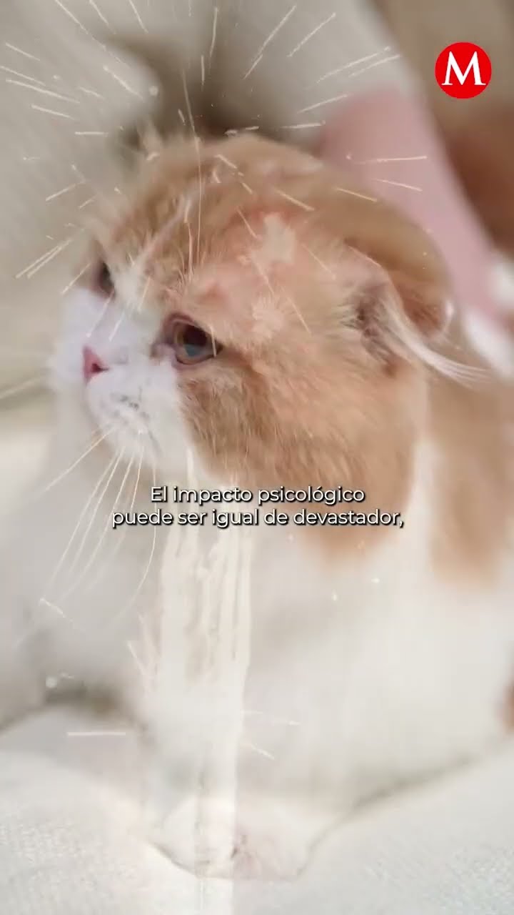 ¿Por qué la pirotecnia daña a los animales?