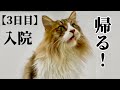 ぽこまる強い子！帰ってきました！！【元野良猫まるとら＆ぽこまる】